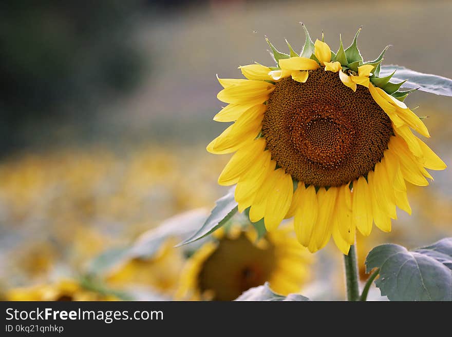 Shallow Focus Photography of Sunflower