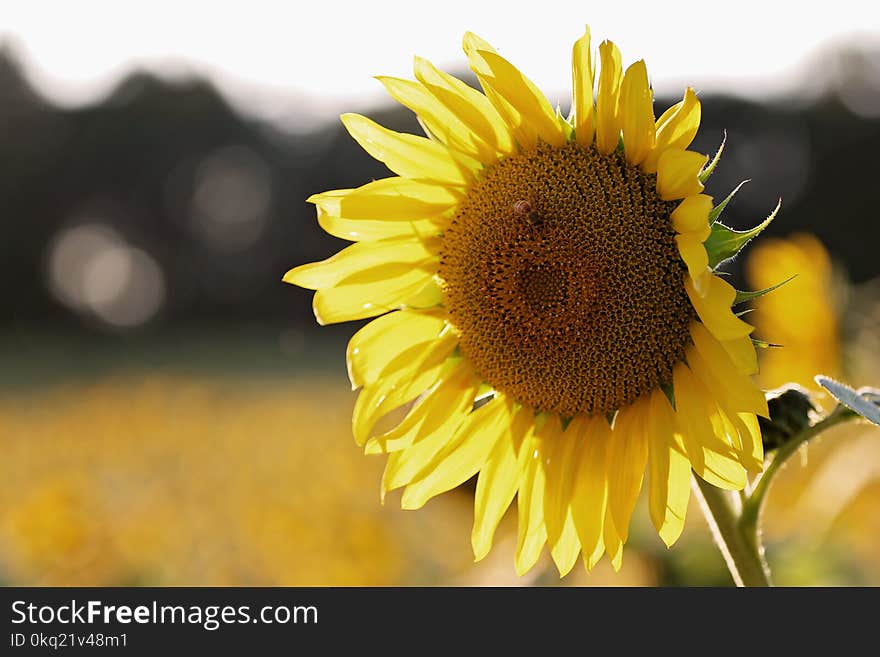 Shallow Focus Photography of Sunflower With Bee