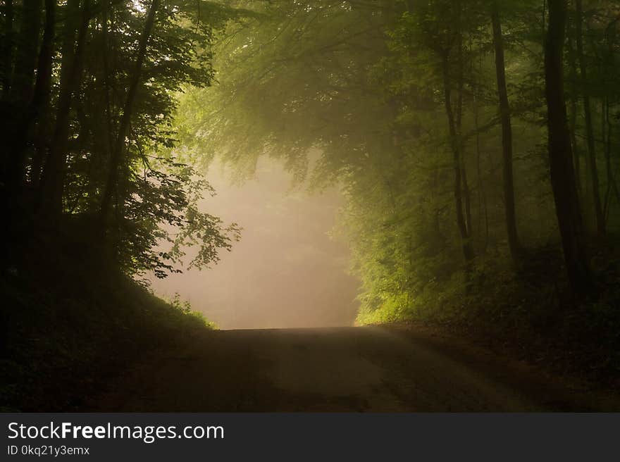 Dirt Road Near Green Forest