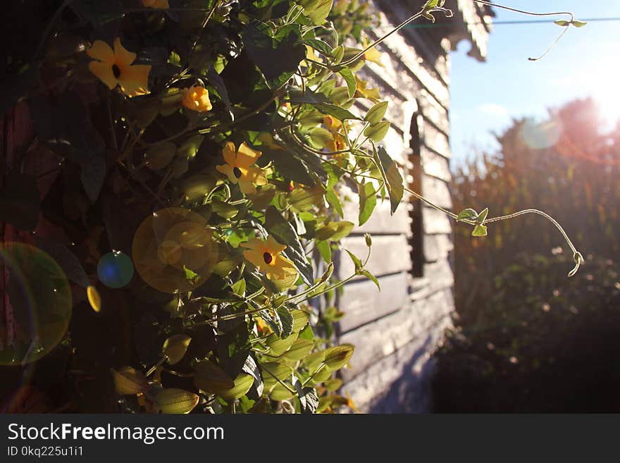 Photography of Yellowbell Flowers