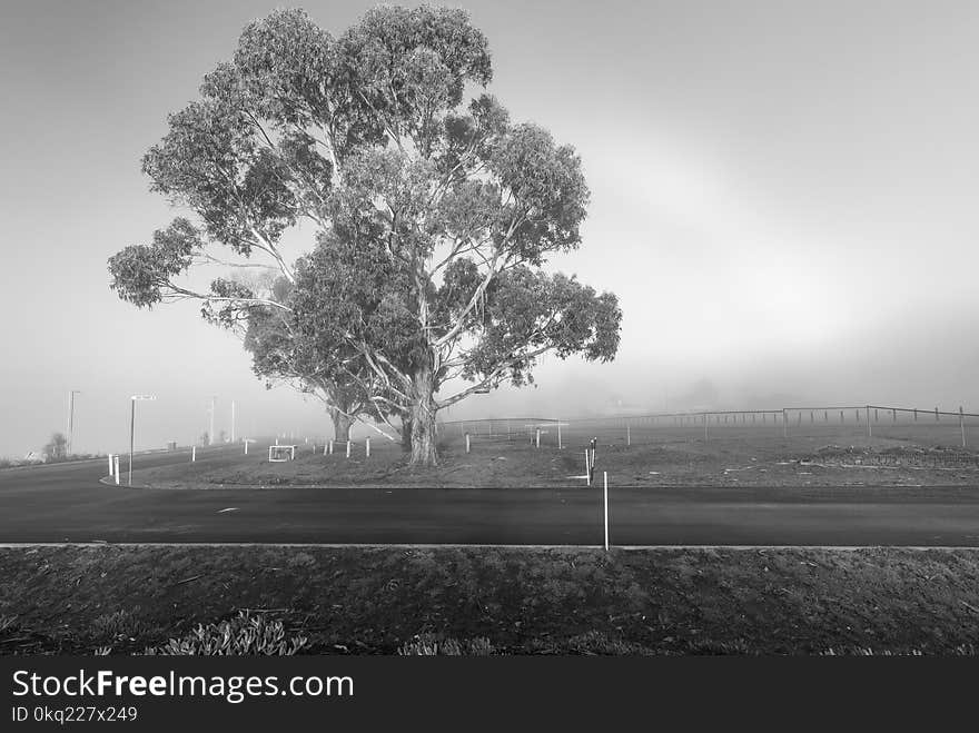 Grayscale Photo of Tree and Grass Field