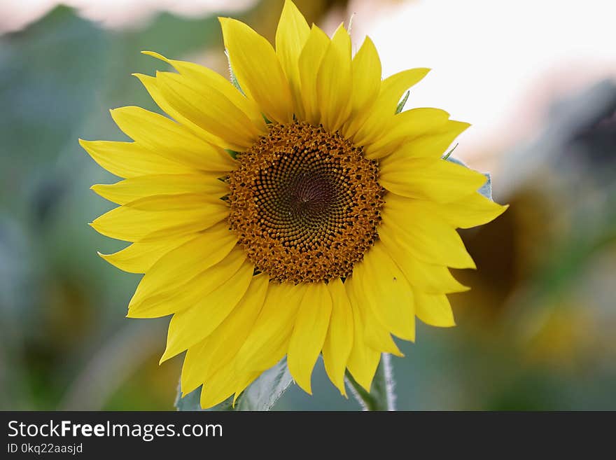 Selective Focus Photography of Yellow Sunflower