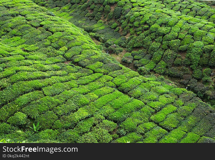 A view on Cameron Highlands tea plants