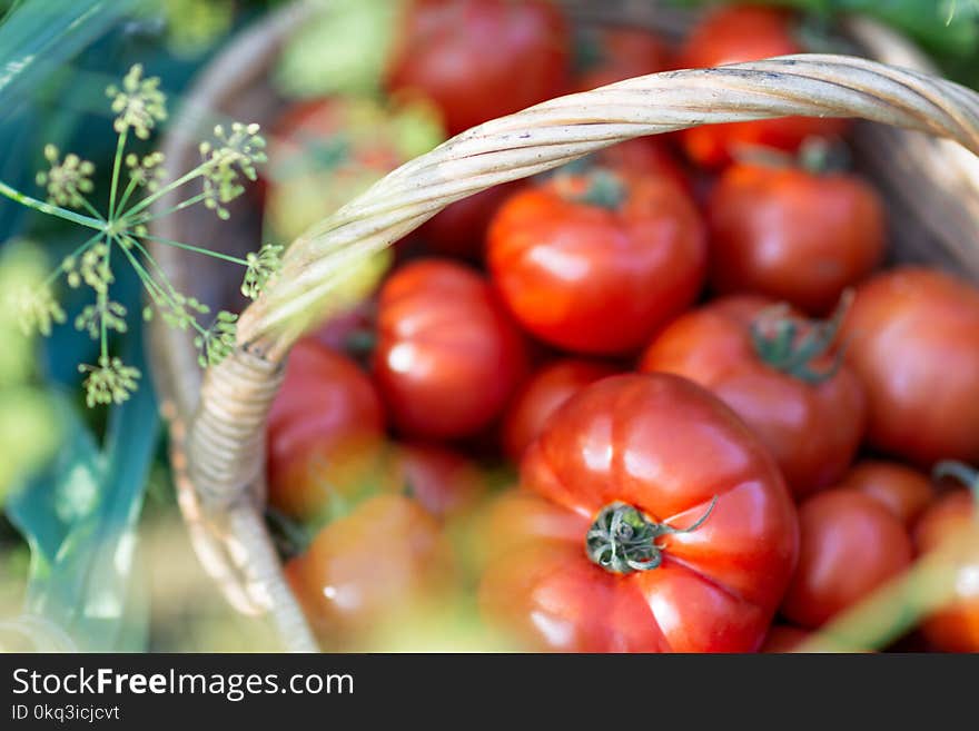 Tomatoes harvest in the basket outdoors, farming, gardening and agriculture concept