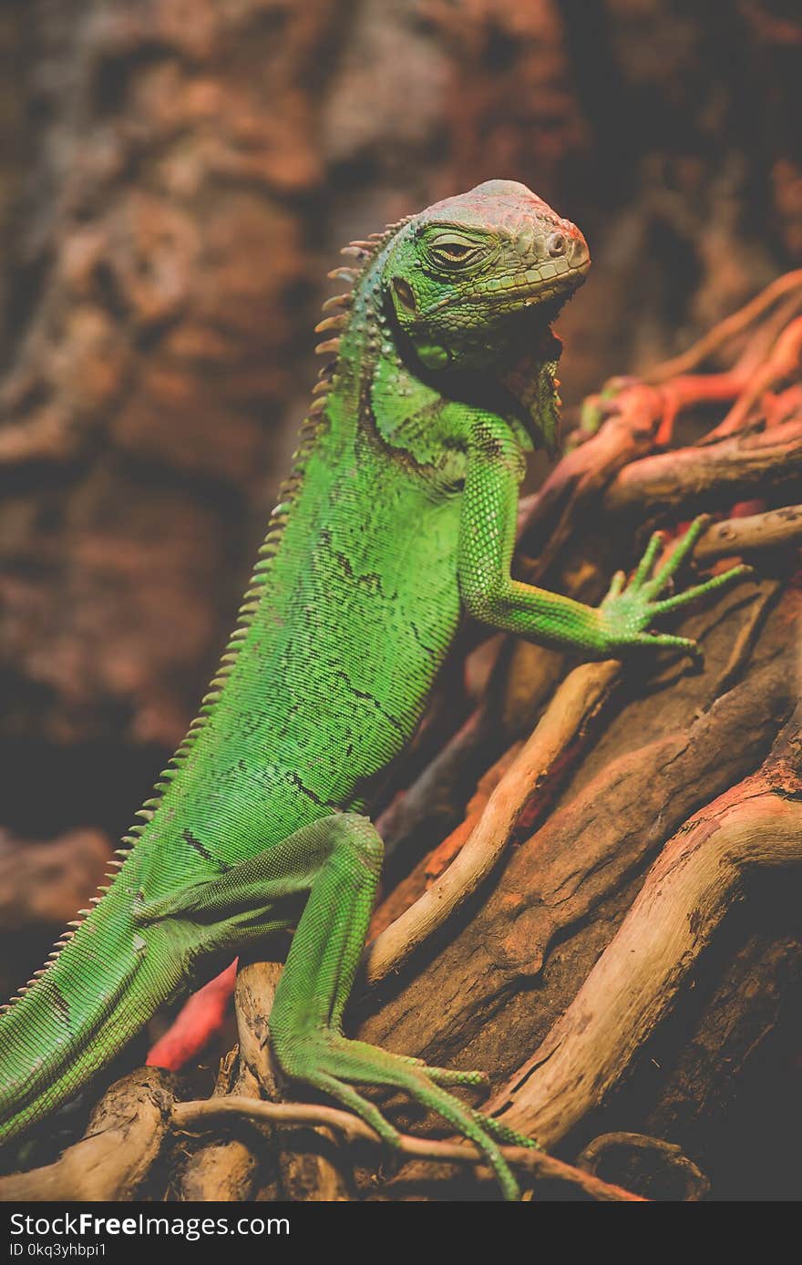 Green iguana animals portrait