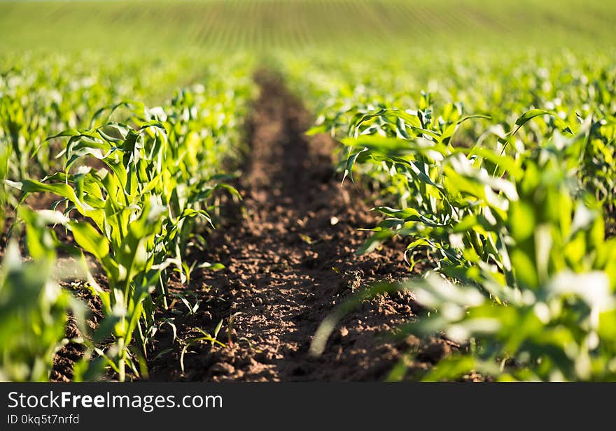 Plant of young green corn at field