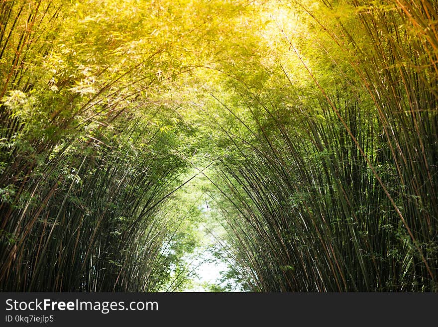 Sunlight is passing through bamboo leaves and bamboo branches in the morning. Sunlight is passing through bamboo leaves and bamboo branches in the morning.