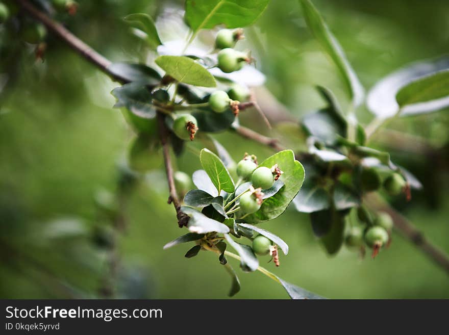 Crabapple is a small deciduous tree, 5 meters high, tree crown; leaf oval or oval to long ellipsoid, flower inflorescence, flower 4-6 flowers, thin ptosis, sparse pubescence, purple; calyx tube glabrous outside; sepals triangular ovate, petal obovate, base with short claw, pink, often more than 5; pear pear Shape or obovate, purplish, mature late, sepals shedding. The flowering period is 3-4 months, and the fruit period is 9-10 months. In the jungle or mountain stream, 50-1200 meters above sea level. They are distributed in Jiangsu, Zhejiang, Anhui, Shaanxi, Sichuan and Yunnan. Drugs can be used to treat blood collapse. Crabapple is a small deciduous tree, 5 meters high, tree crown; leaf oval or oval to long ellipsoid, flower inflorescence, flower 4-6 flowers, thin ptosis, sparse pubescence, purple; calyx tube glabrous outside; sepals triangular ovate, petal obovate, base with short claw, pink, often more than 5; pear pear Shape or obovate, purplish, mature late, sepals shedding. The flowering period is 3-4 months, and the fruit period is 9-10 months. In the jungle or mountain stream, 50-1200 meters above sea level. They are distributed in Jiangsu, Zhejiang, Anhui, Shaanxi, Sichuan and Yunnan. Drugs can be used to treat blood collapse.