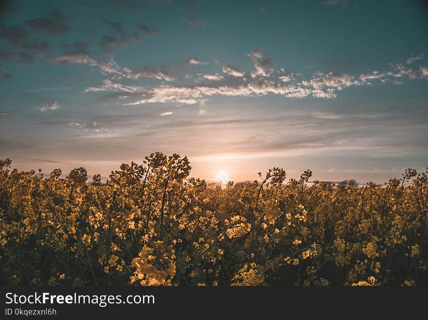 Flower Field Under Sunset