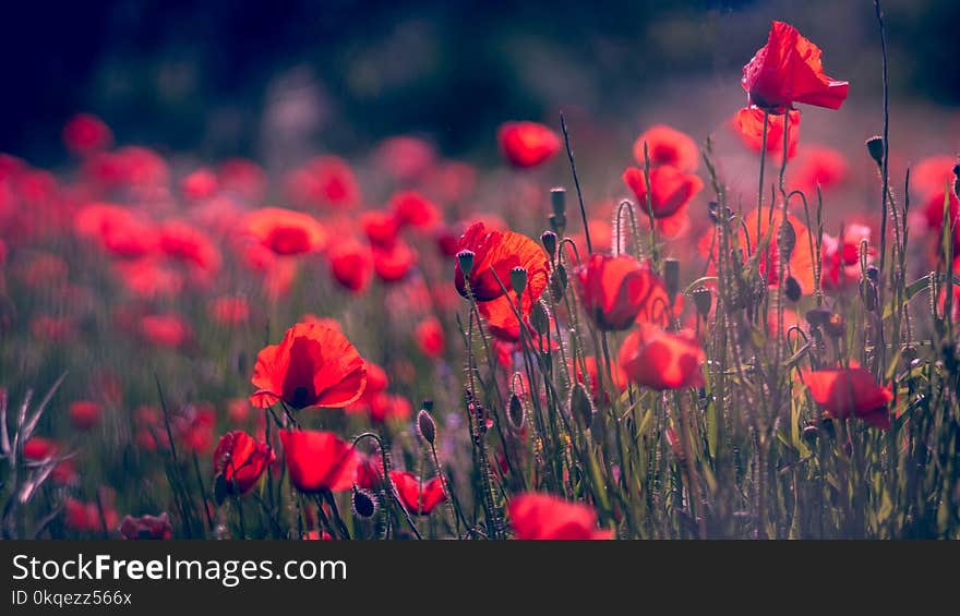 Shallow Focus Photo of Red Flowers