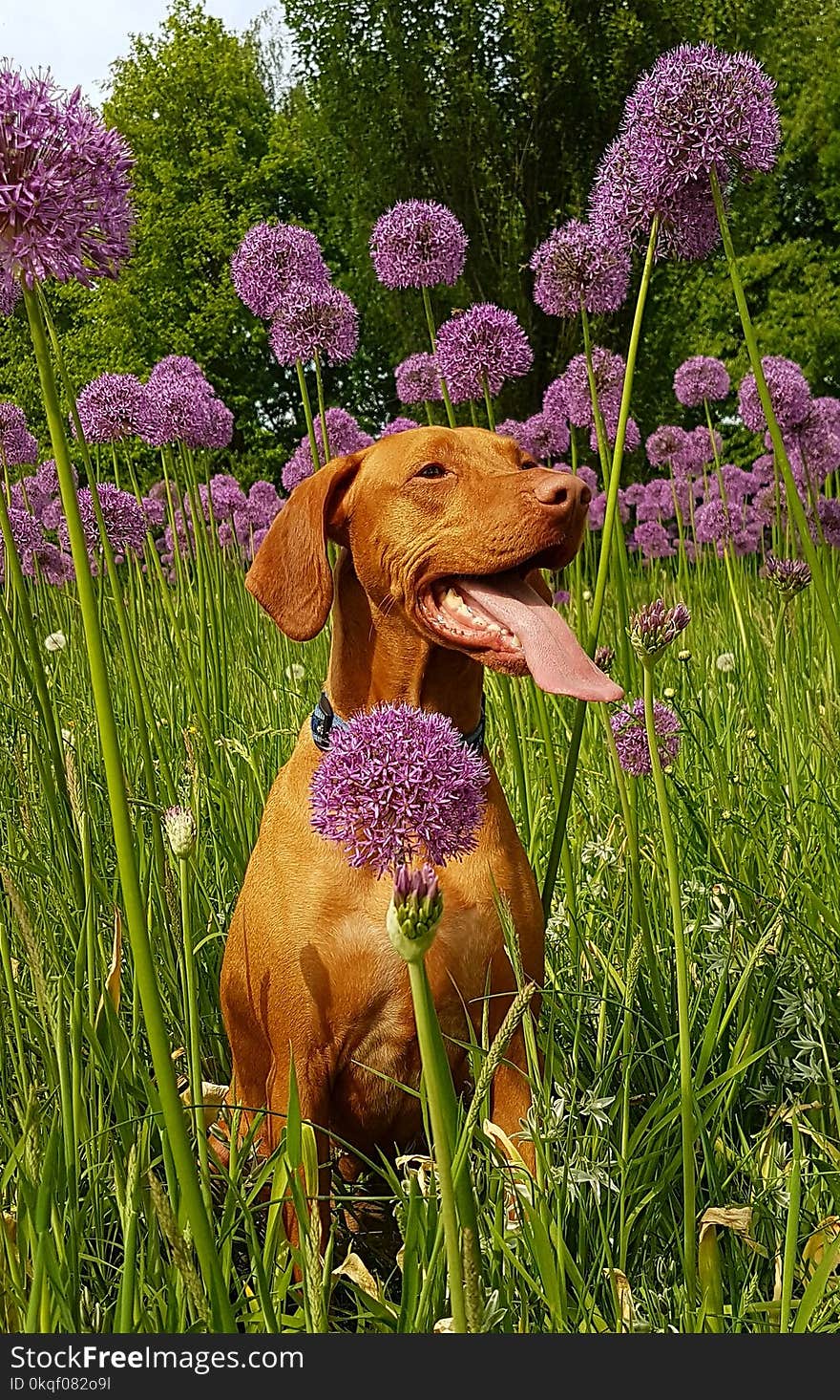 Tan Dog Sits on Flower Field at Daytime