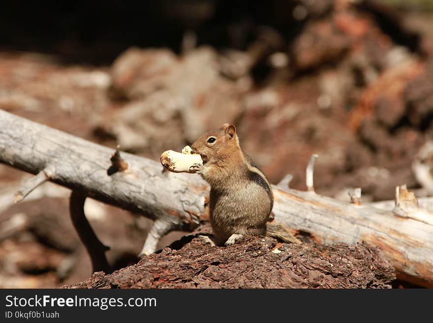 Shallow Focus Photography of Chipmunk