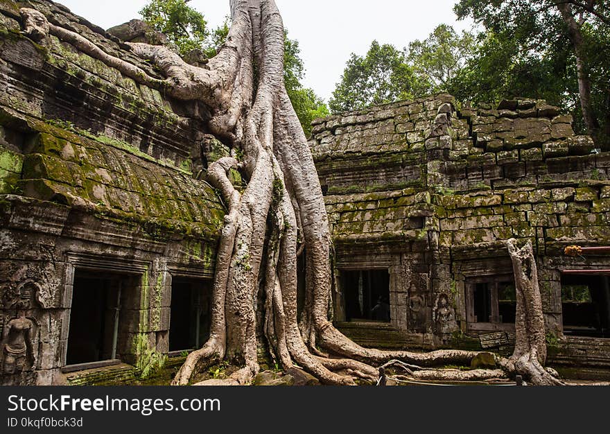 Green Leafed Trees