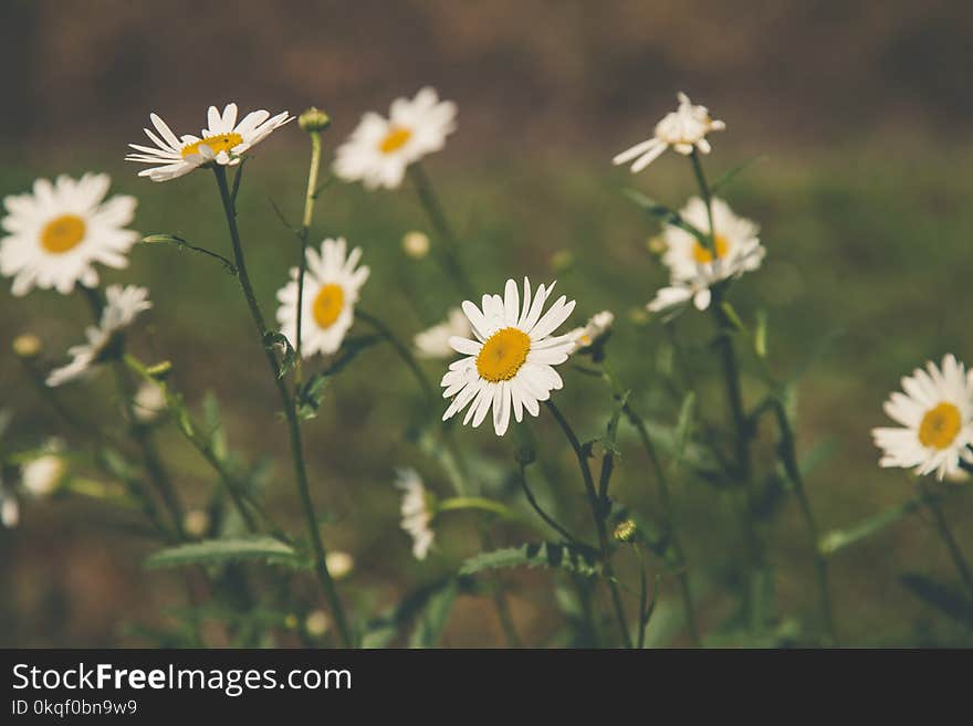 Depth Field Photography of White Petaled Flowers