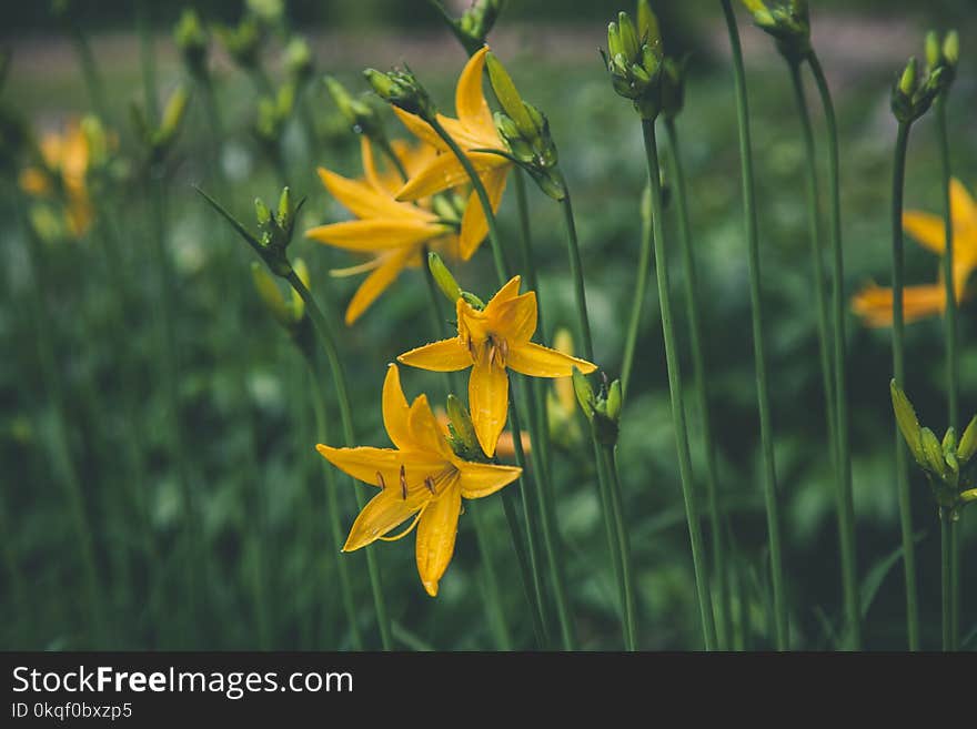 Selective Focus Photo Ofyellow Lilies