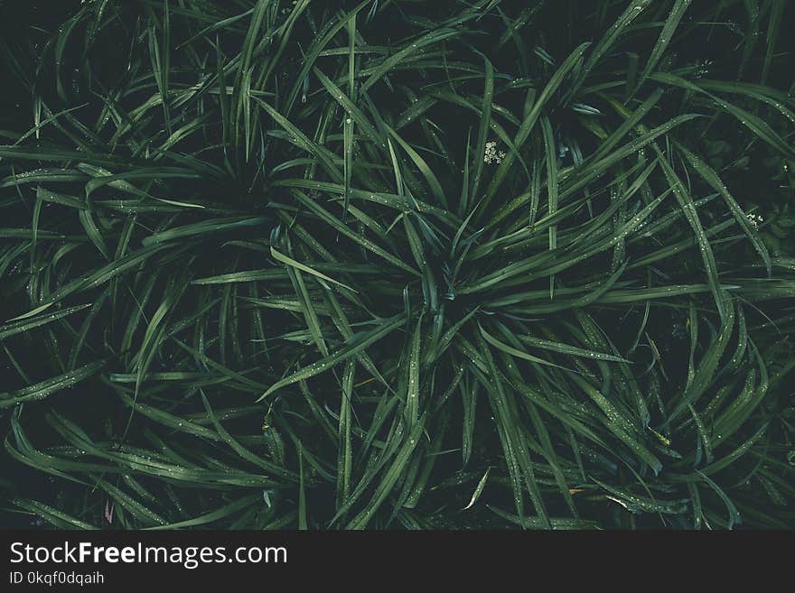 Top View Photography of Green Plant