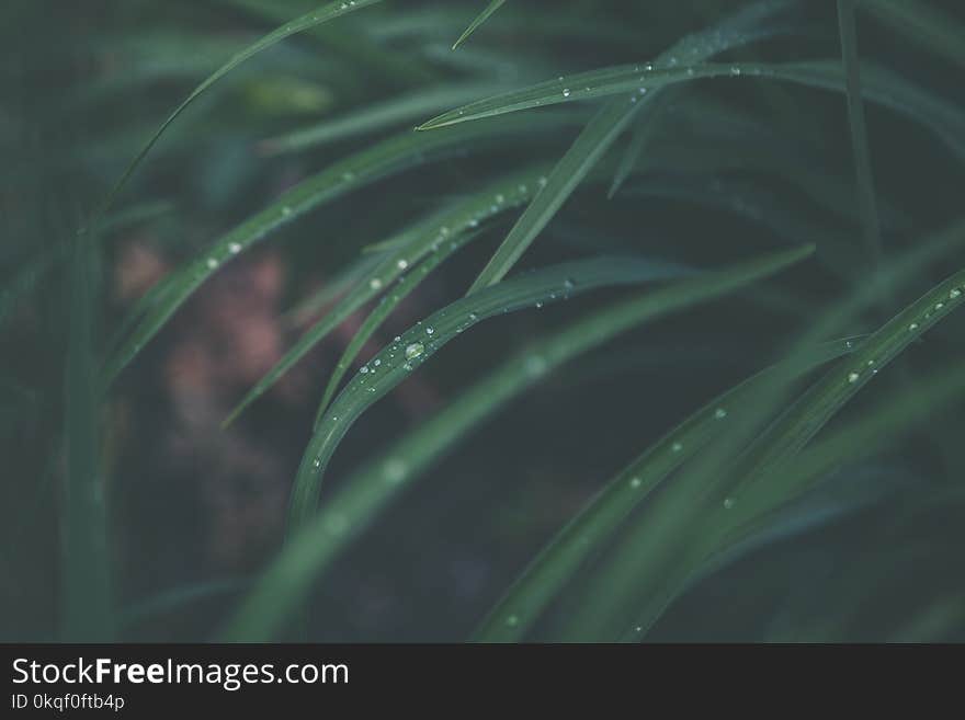 Macro Photography of Green Linear Leaf