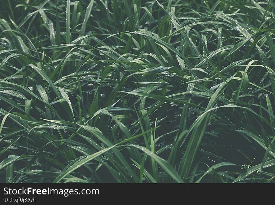 Closeup Photo of a Green Grass Field