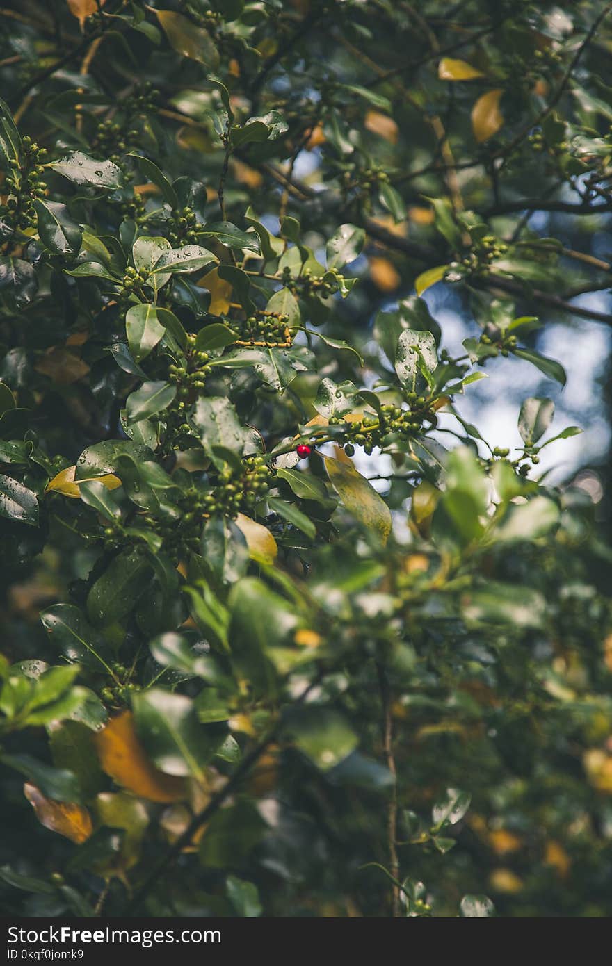 Selective Focus Photograph of Red Fruit