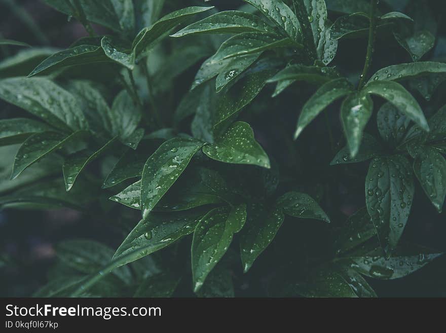 Green Plants