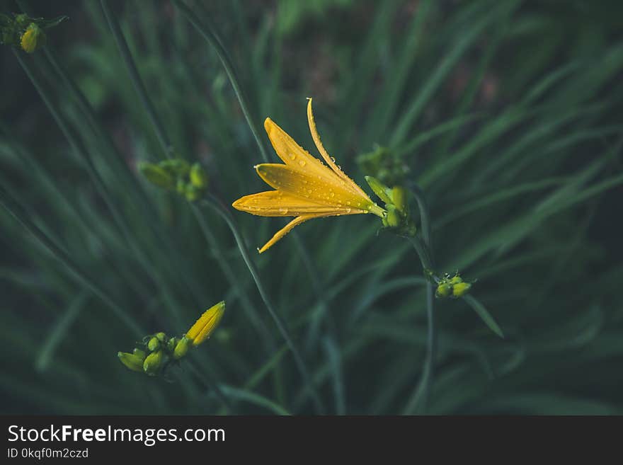 Selective Focus Photography of Yellow Petaled Flower