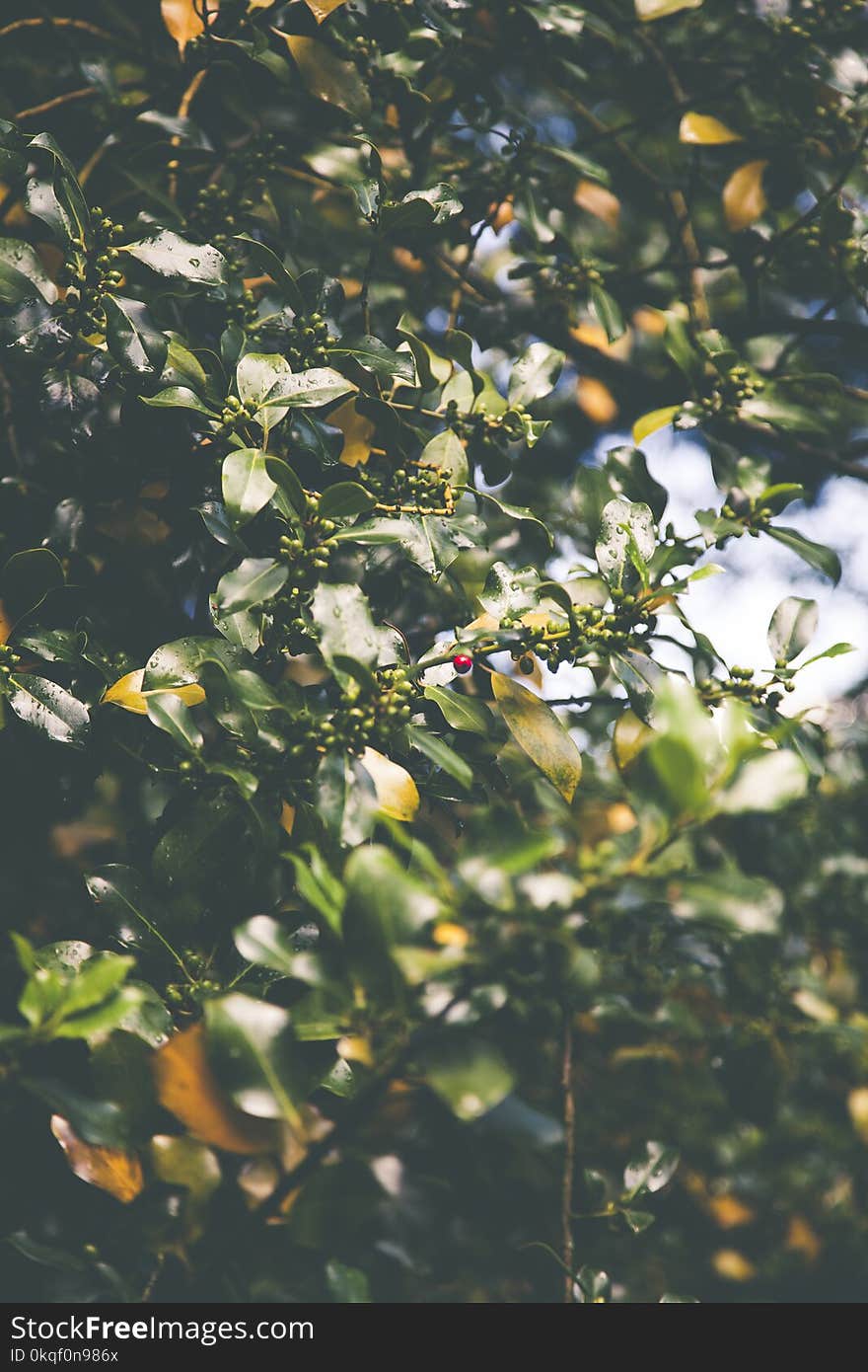 Selective Focus Photography of Red Cherry Fruit