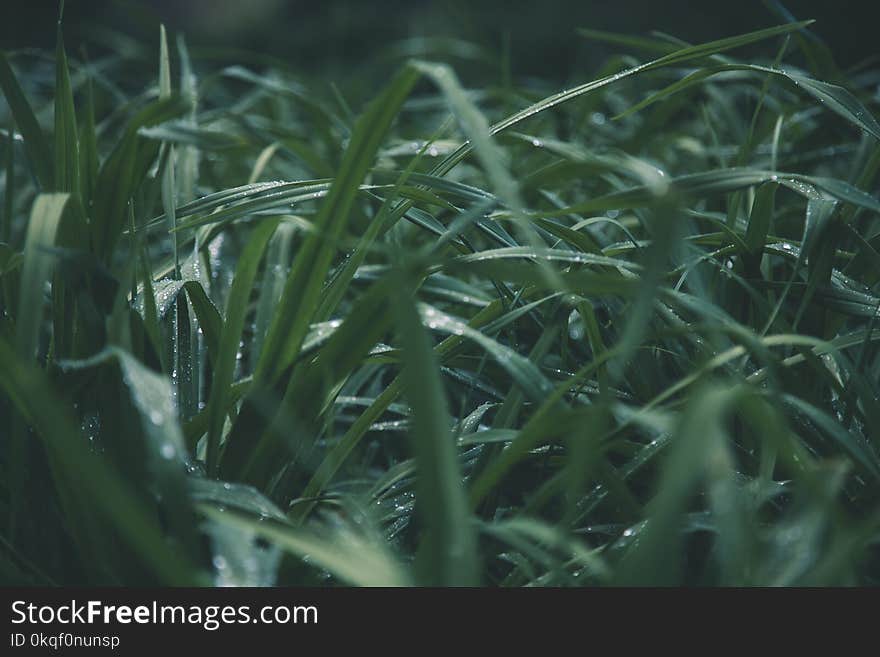 Shallow Focus Photo of Green Grass