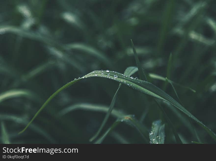 Shallow Focus of Green Leaves