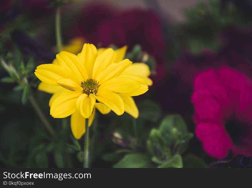 Shallow Focus Photography Of Yellow Flower