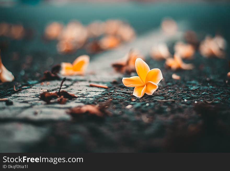 Close-up Photo of Yellow Petaled Flowers