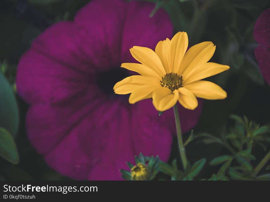 Selective Focus Photography Of Yellow Daisy Flower