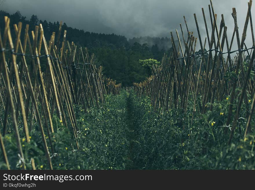 Gray Nimbus Clouds over Farm Field