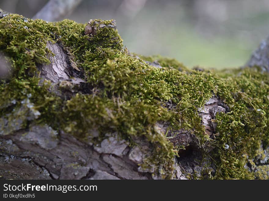 Green Moss Photo