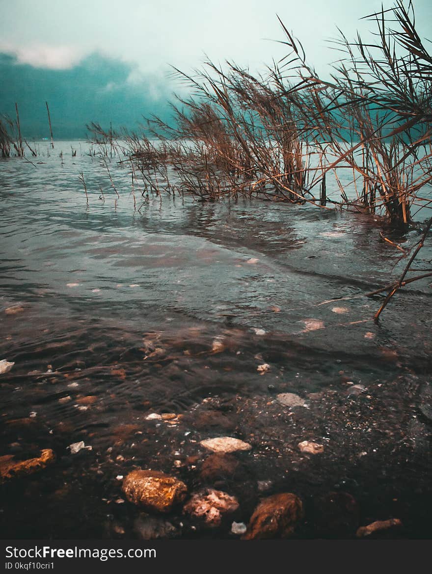 Time Lapse Photo of Brown Grass on Body of Water