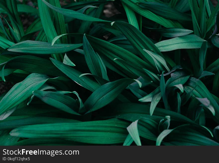 Macro Photograph of Grass