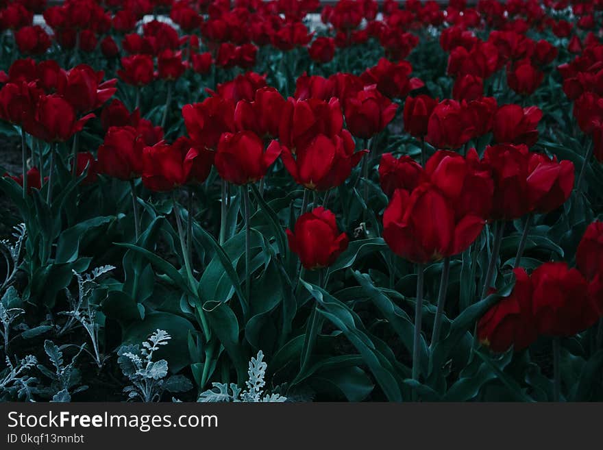 Bed Of Red Tulips