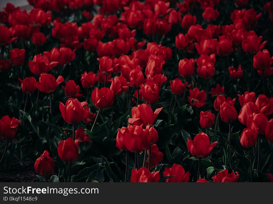 Bed Of Flowers