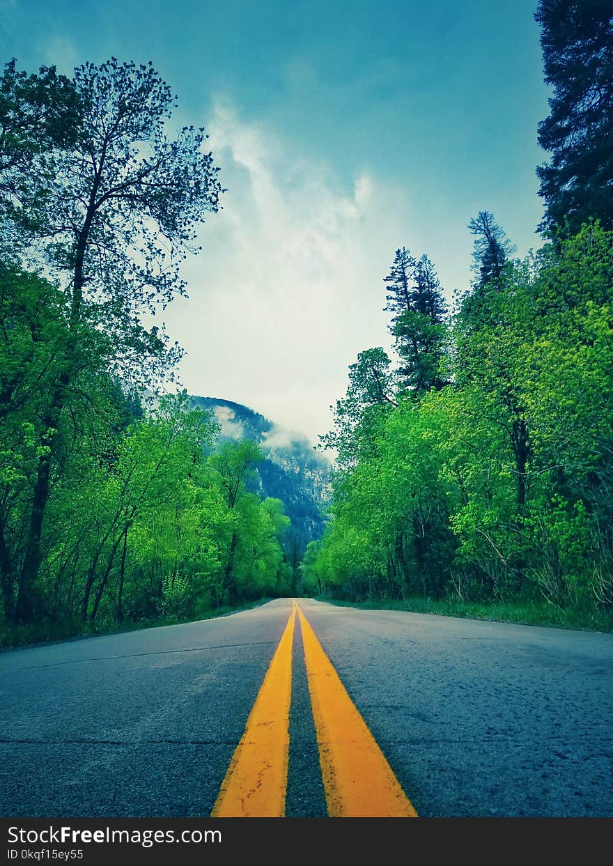 Green Leafed Trees