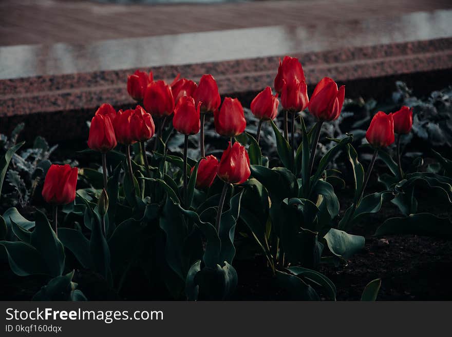 Bed Of Red Tulip Flowers