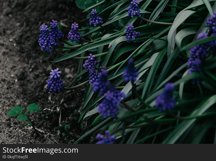 Shallow Focus Photo of Green Plant With Purple Flowers