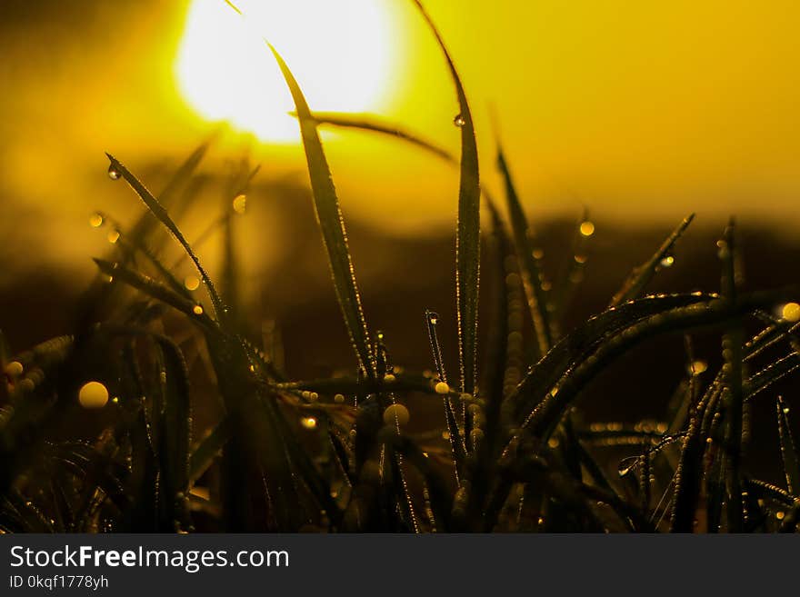 Macro Photography of Grass With Water Dew