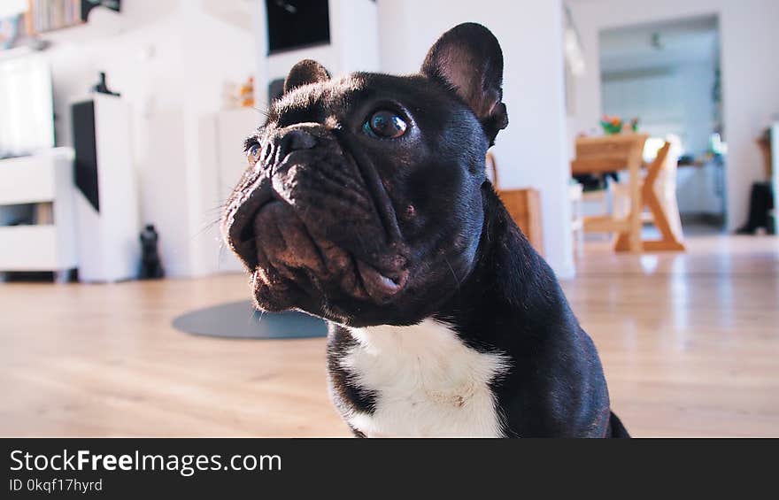 Adult Black French Bulldog on Brown Floor