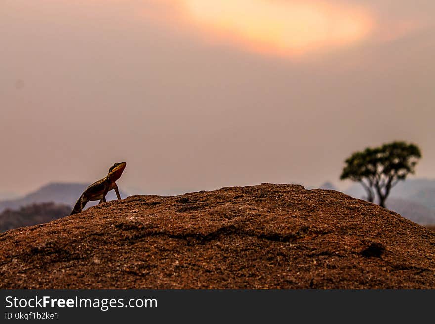 Brown Gecko in Brown Soil