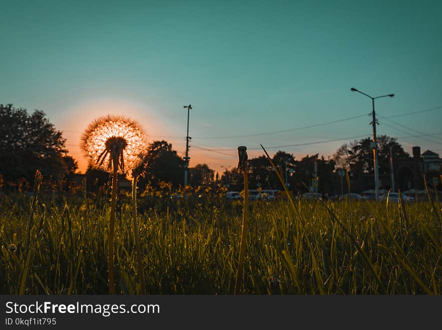 Dandelion Photo during Goldin Hoe