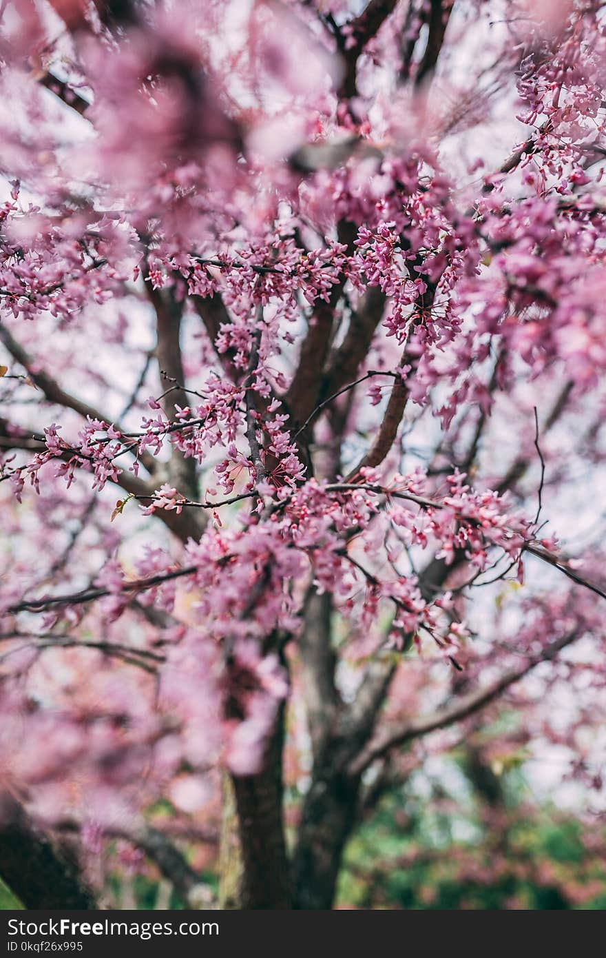 Selective Focus Photography of Cherry Blossom