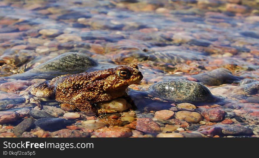 Close-Up photography of Frog