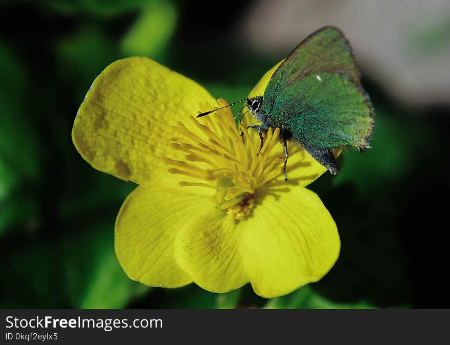 Green Butterfly on Rapeseed Flower