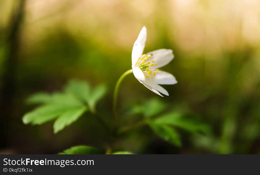 White Stitchwort Flower