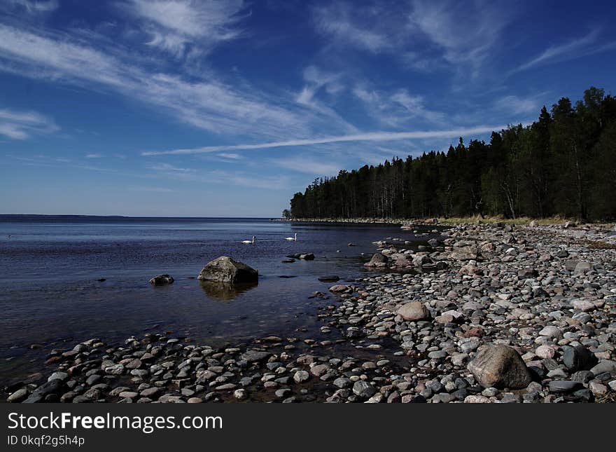 Green Trees Beside Body of Water at Daytime