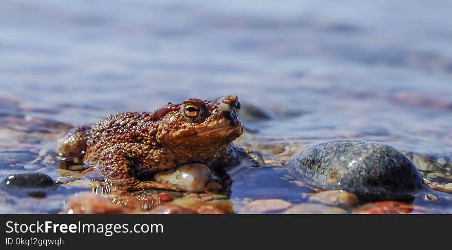 Brown Frog On Body Of Water